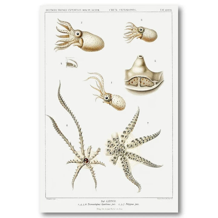 Octopus Varieties by Carl Chun Art Print