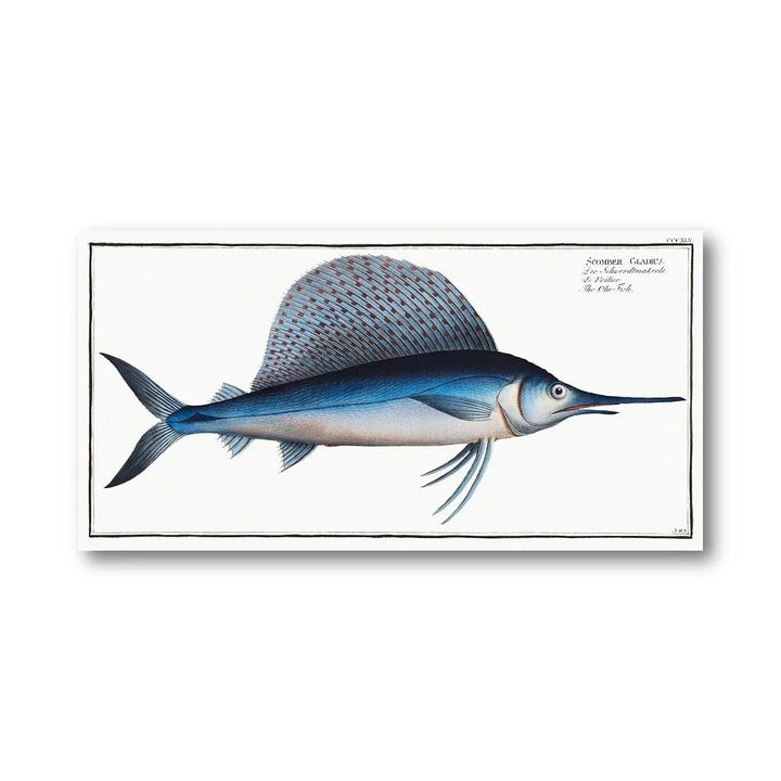 Scomber Gladius Fish Illustration Art Print