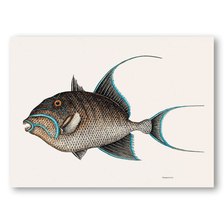 Old Wife Fish by Mark Art Print