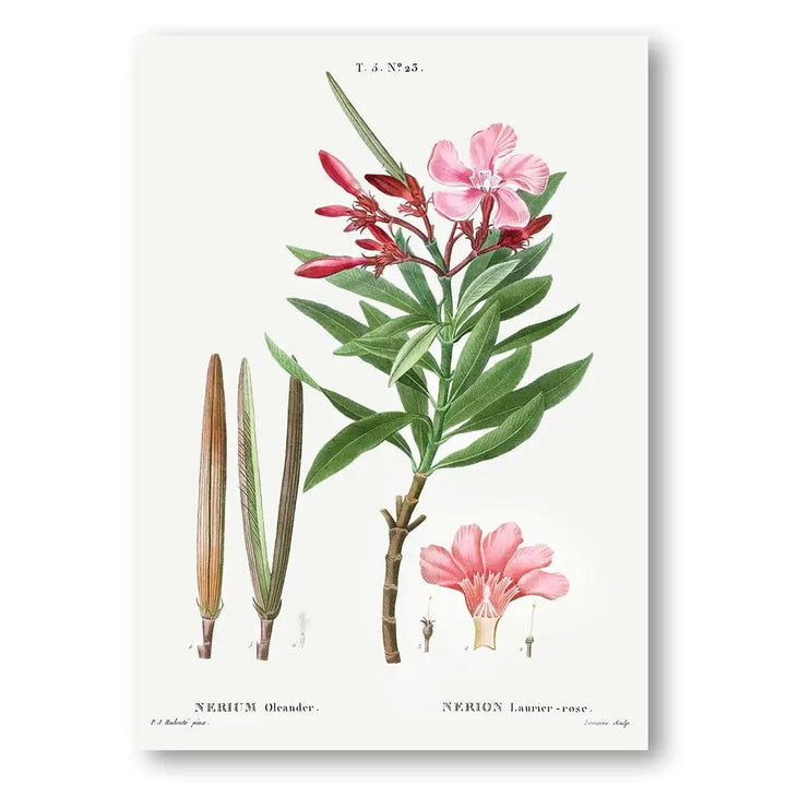 Oleander Vintage Botanical Art Print