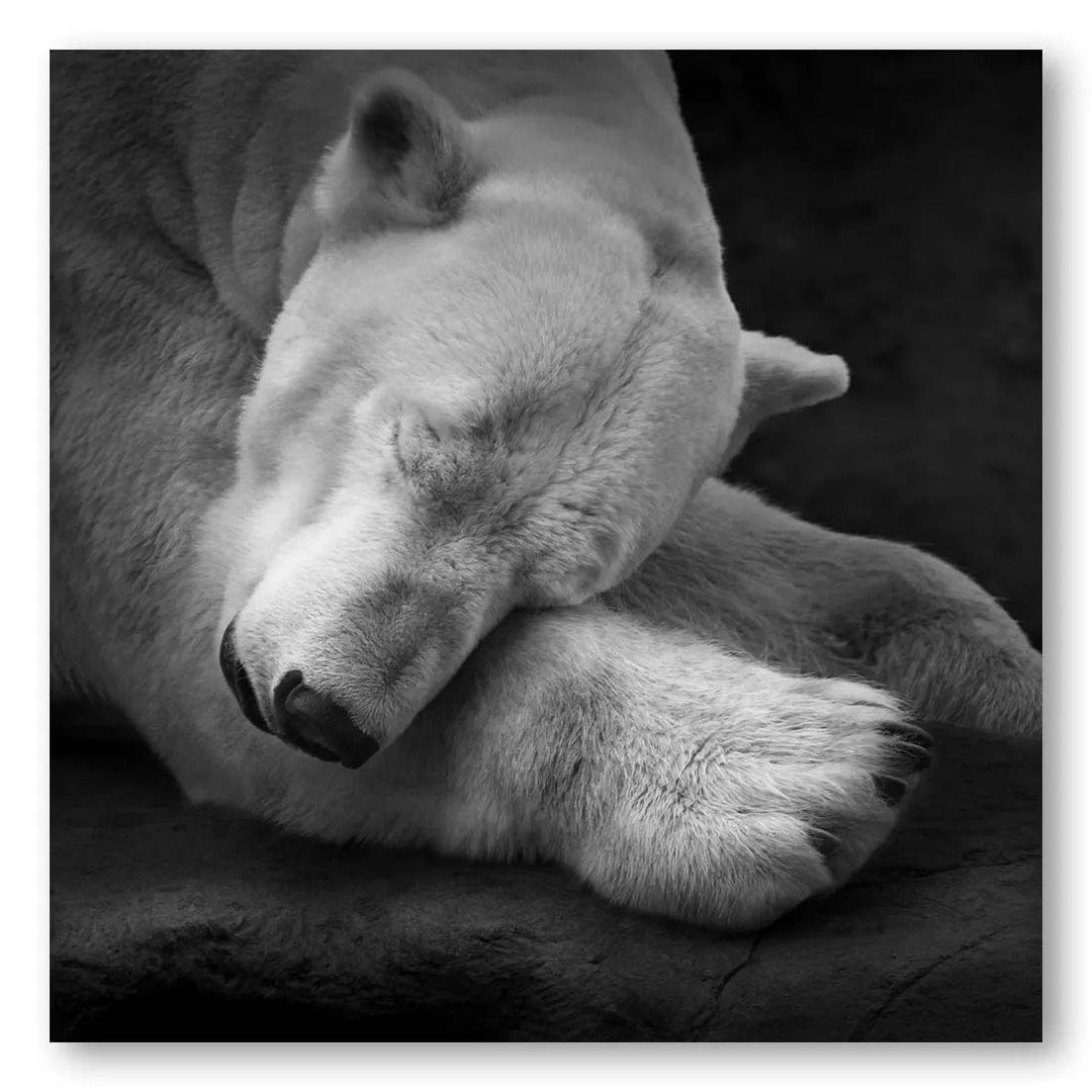 Polar Bear Pillow Photo Print
