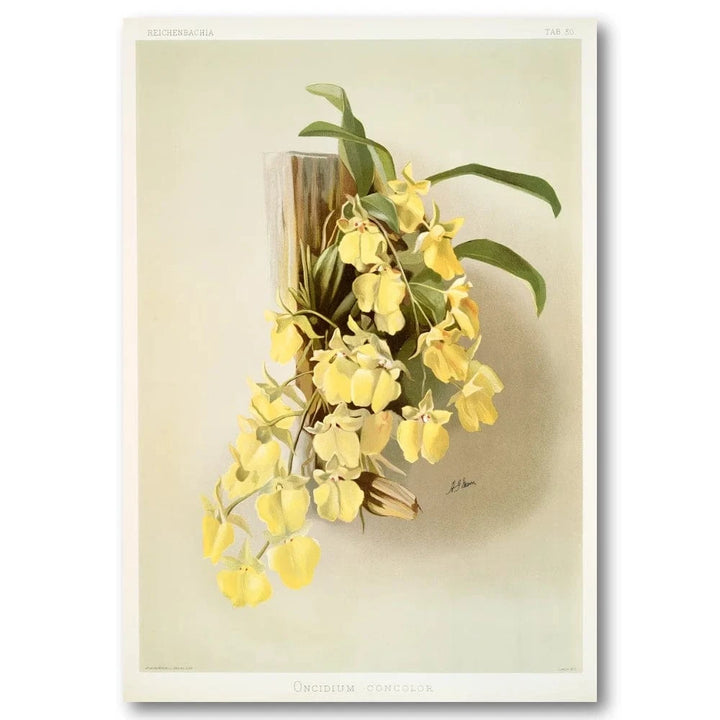 Oncidium Concolor Art Print