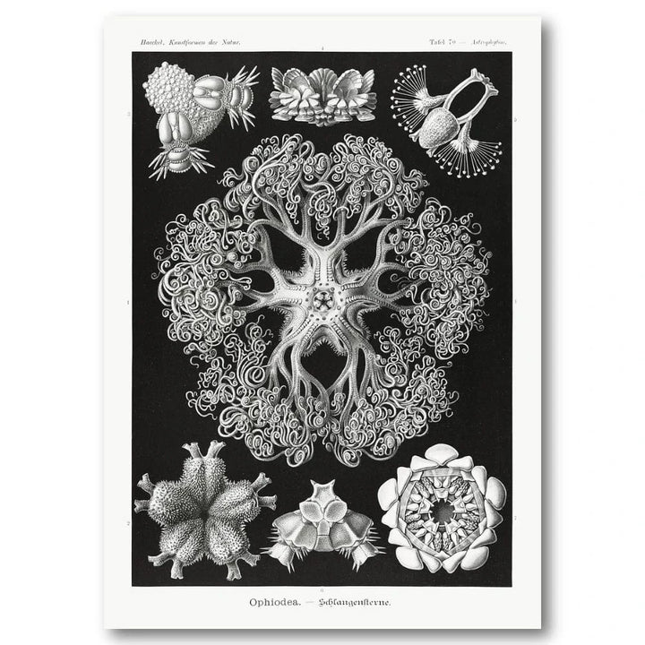 Ophiodea by Ernst Haeckel Art Print