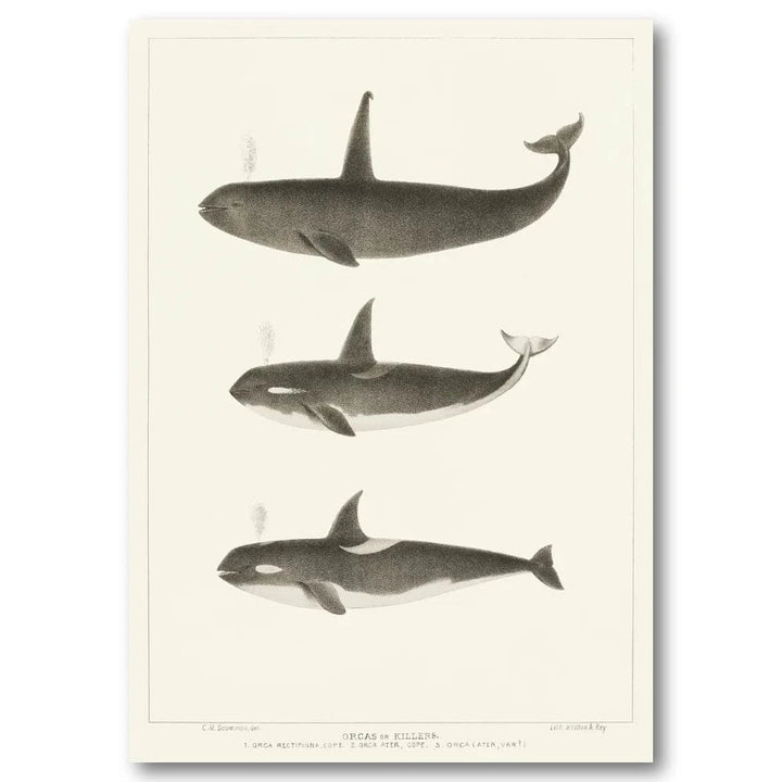 Orca Whale Scientific Illustration Art Print