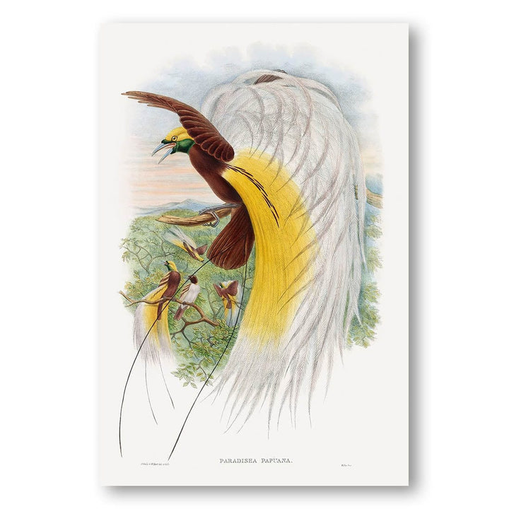 Paradisea Papuana by John Gould Art Print