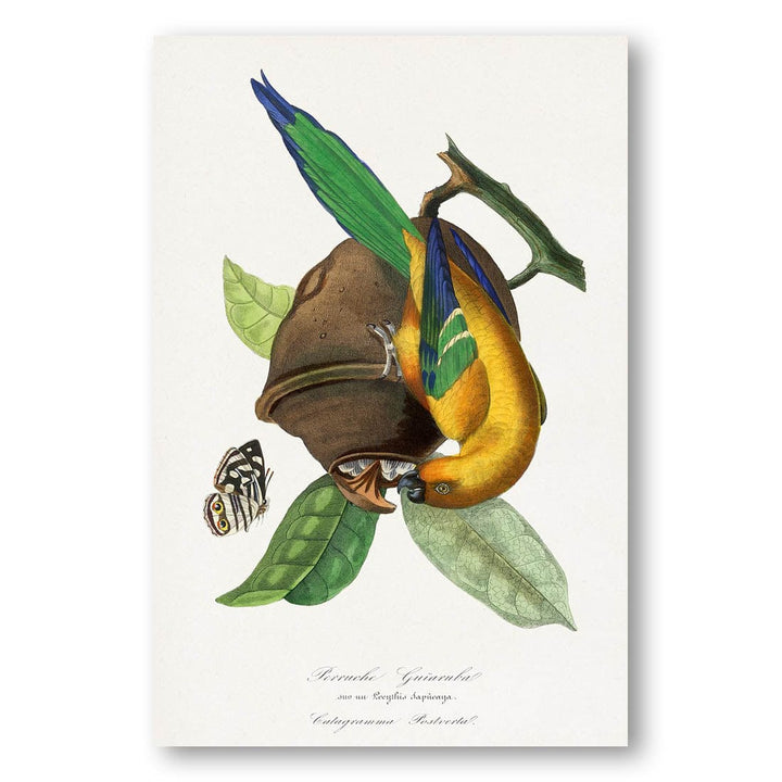 Parakeet by Paul Gervais Art Print