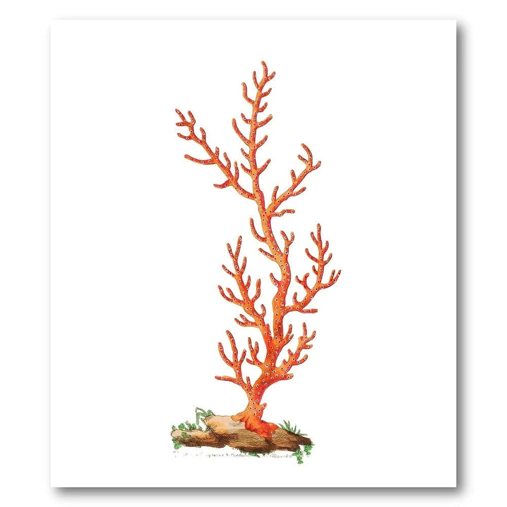 Patulous Gorgonia by George Shaw Art Print