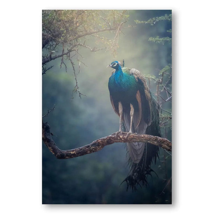 Mystic Rain Peacock Photo Print