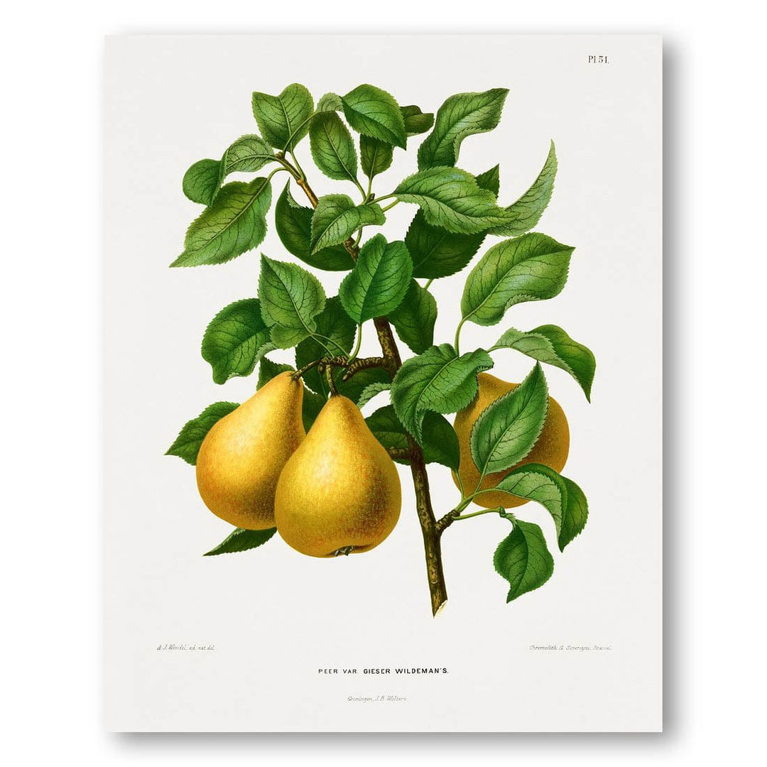Pears by Abraham Jacobus Wendel Art Print