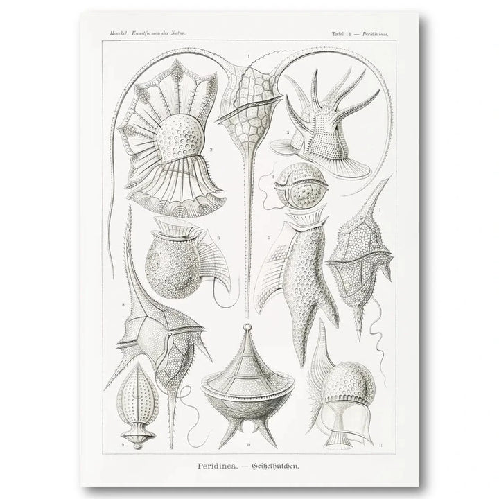 Peridinea Vintage Illustration Art Print