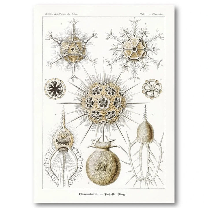 Phaeodaria Vintage Illustration Art Print