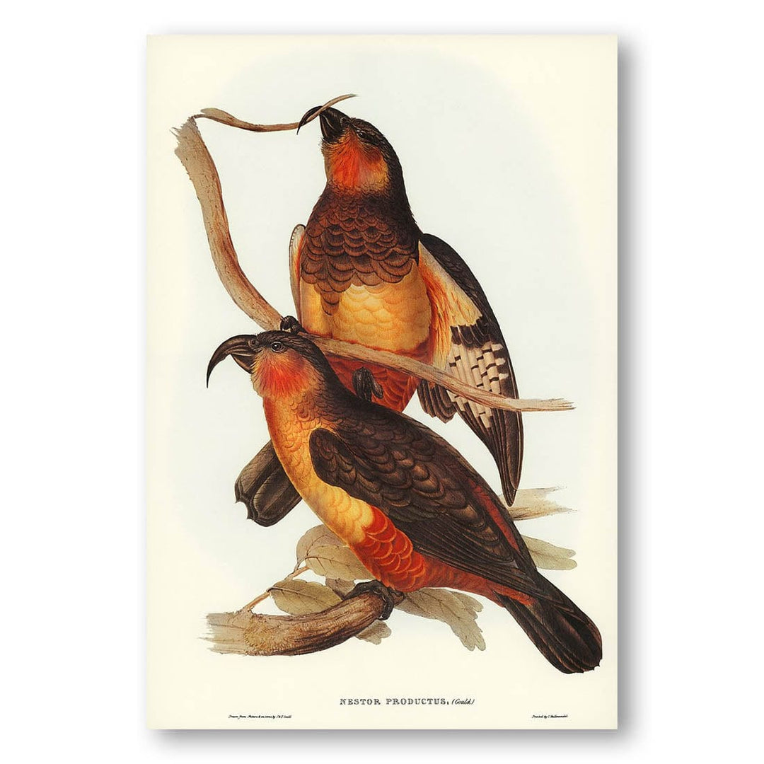 Philip Island Parrot by Elizabeth Gould Art Print