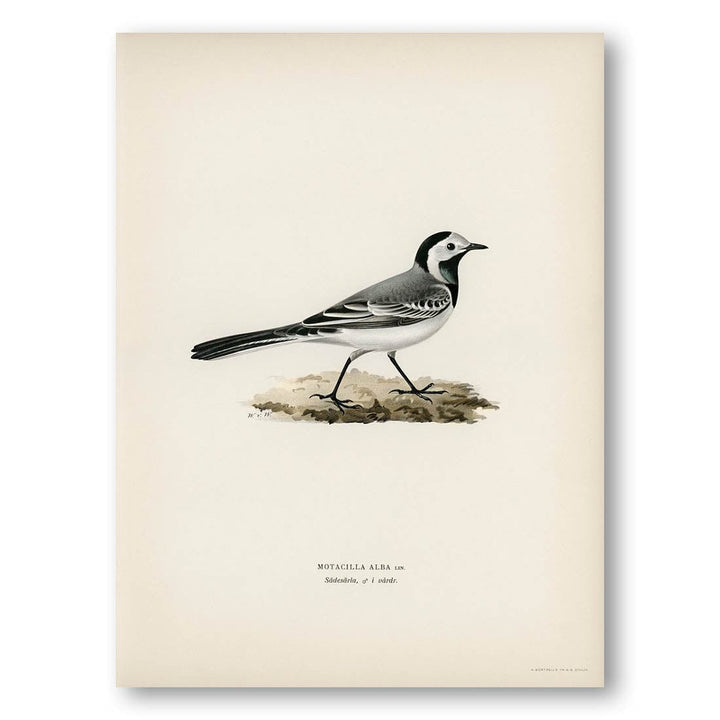 Pied Wagtail by Von Wright Art Print