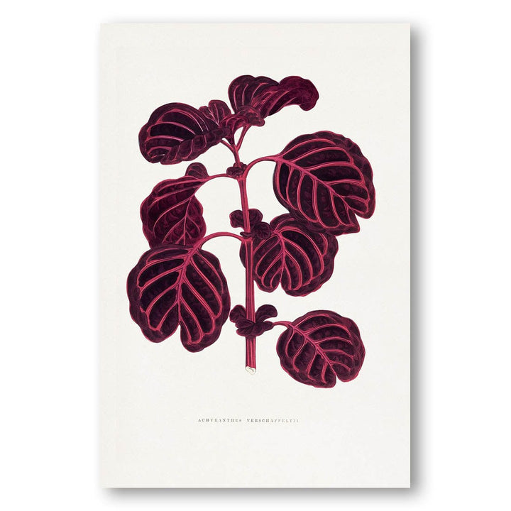 Pink Achyranthes Verschaffeltii Leaf Illustration Art Print