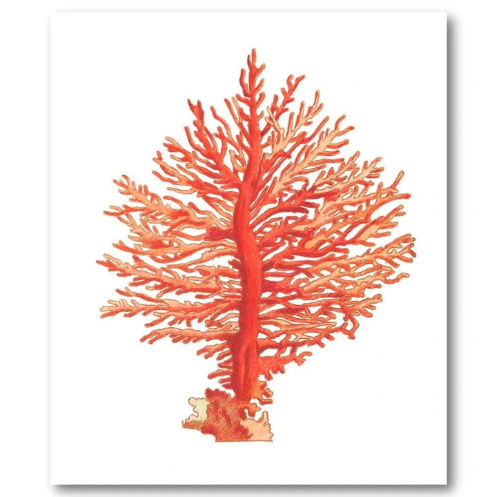 Pinnated Gorgonia by George Shaw Art Print