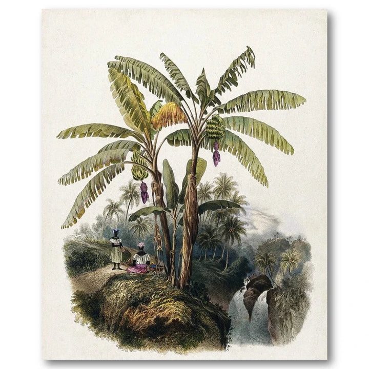 Plantain Trees Art Print