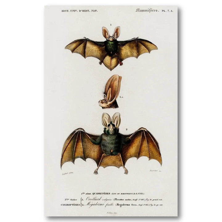 Plecotus by Charles Dessalines Art Print