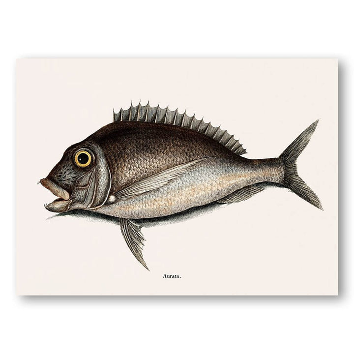 Porgy by Mark Catesby Art Print