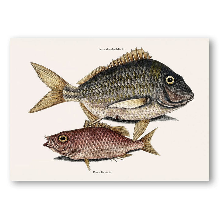 Pork Fish Schoolmaster Fish Art Print