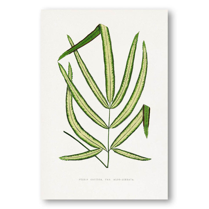 Pteris Cretica Leaf Illustration Art Print