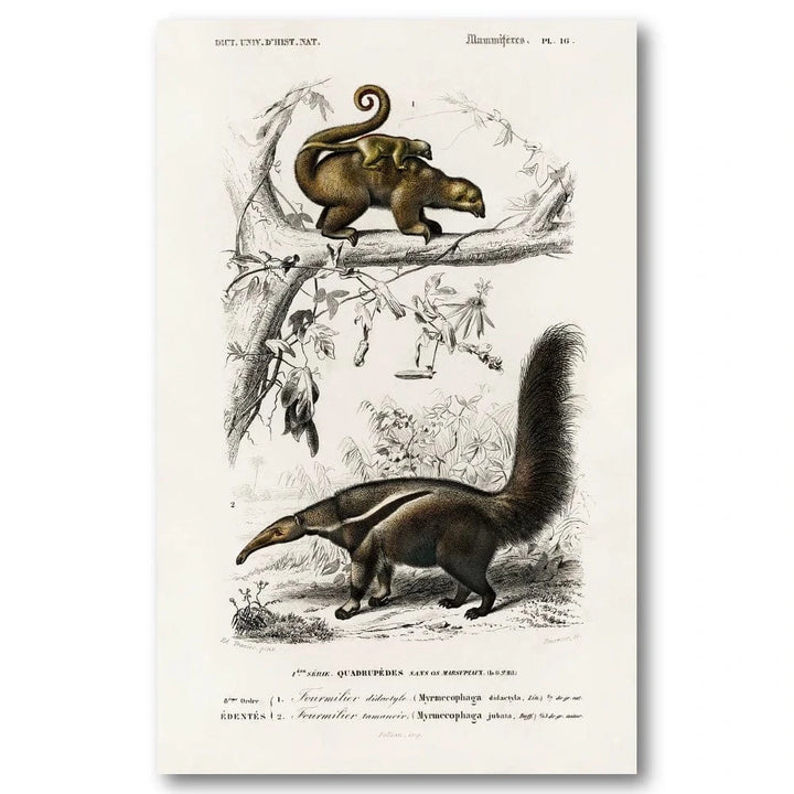 Pygmy and Giant Anteaters by Charles Dessalines Art Print