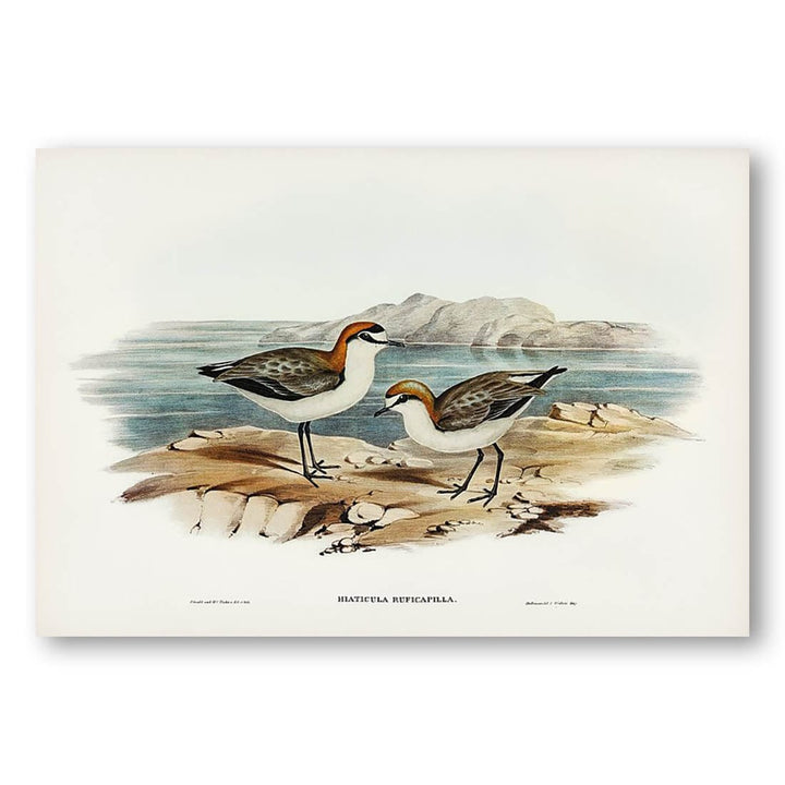 Red-capped Dotterel by Elizabeth Gould Art Print