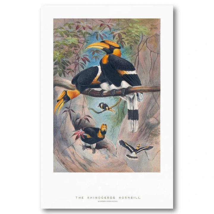 Rhinoceros Hornbill Illustration Art Print
