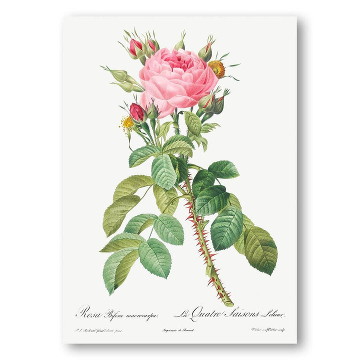 Lelieurs Four Seasons Rose by Pierre-Joseph Art Print