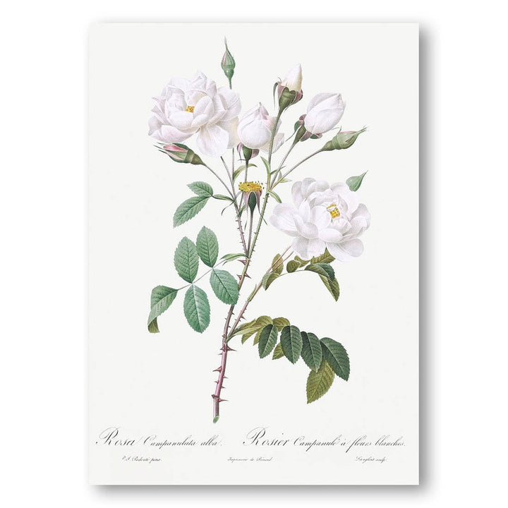 Rosa Campanulata Alba by Pierre-Joseph Art Print