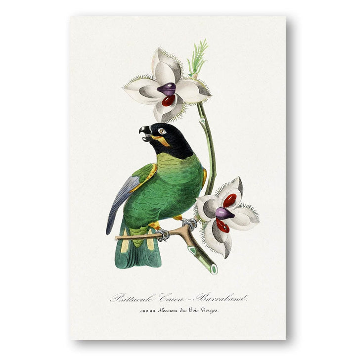 Parakeet and Flowers by Paul Gervais Art Print
