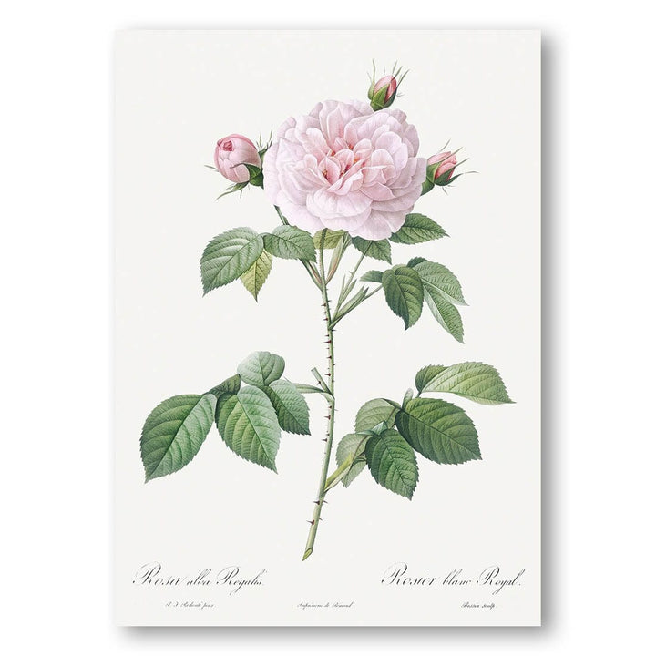Royal White Rose by Pierre-Joseph Redouté Art Print