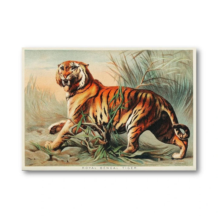 Royal Bengal Tiger Illustration Art Print