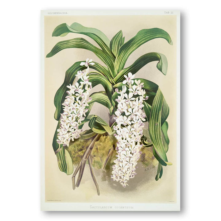 Saccolabium giganteum by Frederick Sander Art Print