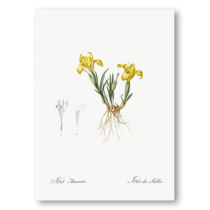 Sand Iris by Pierre Joseph Redouté Art Print