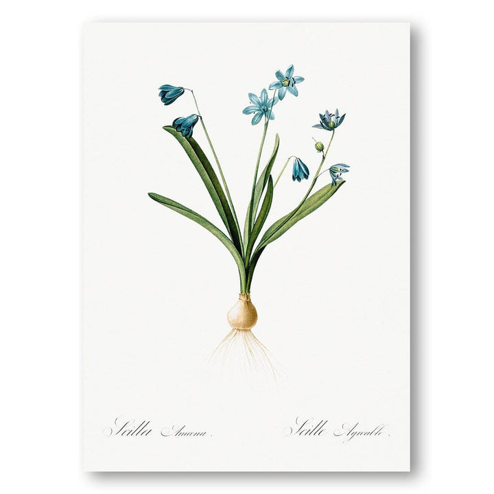 Scilla Amoena by Pierre-Joseph Redouté Art Print