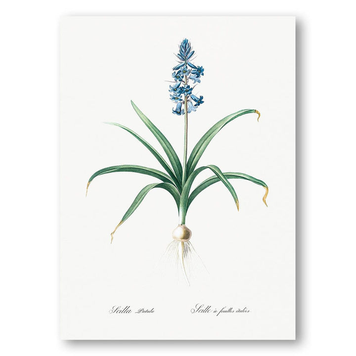 Scilla patula by Pierre Joseph Redouté Art Print
