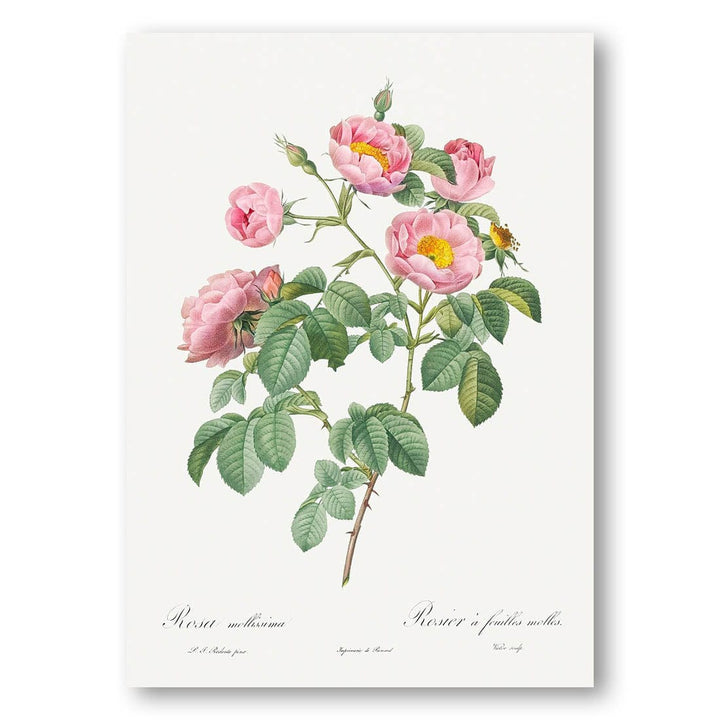 Tomentose Rose by Redouté Art Print