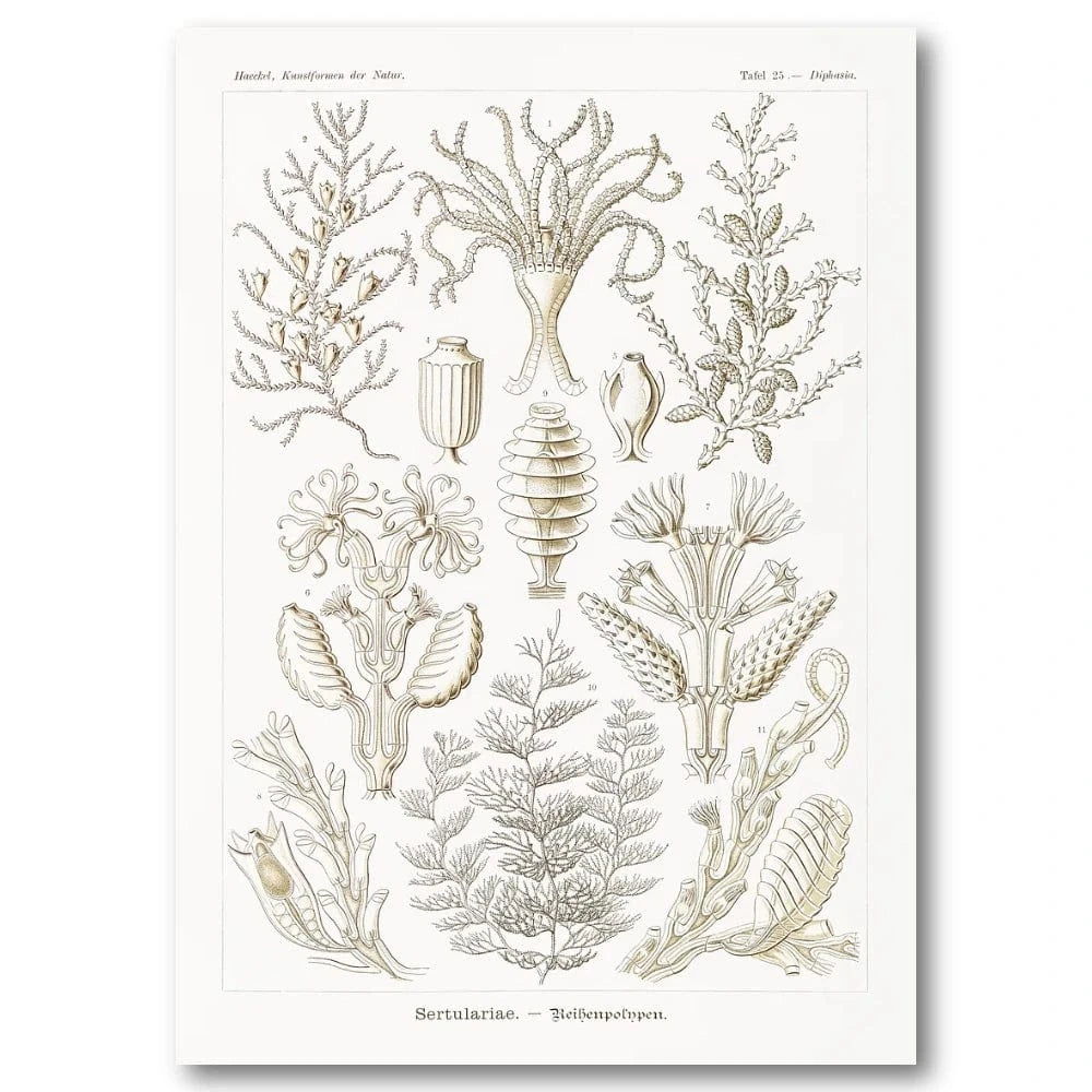 Sertulariae Coral Illustration Art Print