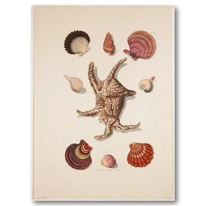 Collection of Shells 8 Vintage Art Print