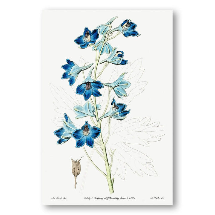 Shewy Delphinium by Sydenham Edwards Art Print