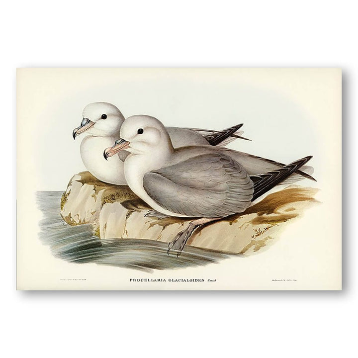 Silvery Grey Petrel by Elizabeth Gould Art Print