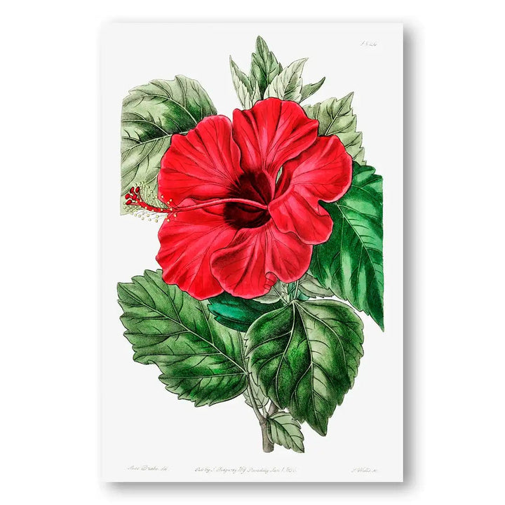 Single-Flowered Chinese Rose Mallow Art Print