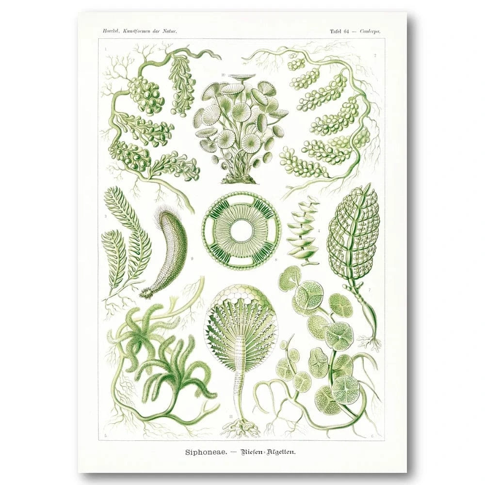 Siphoneae Botanical Illustration Art Print