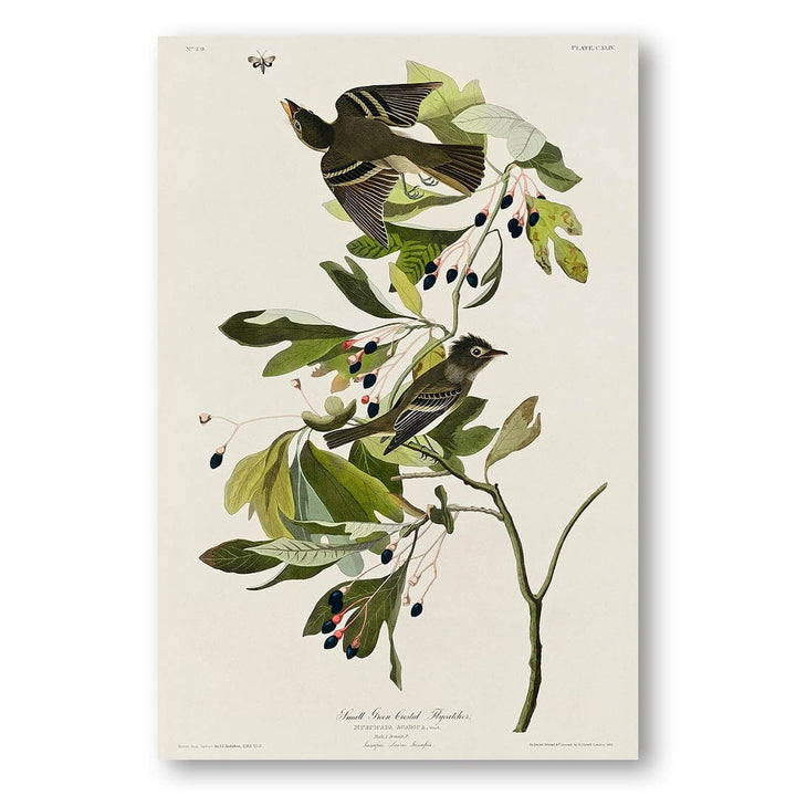 “Small Green Crested Flycatcher by John James Audubon Art Print”