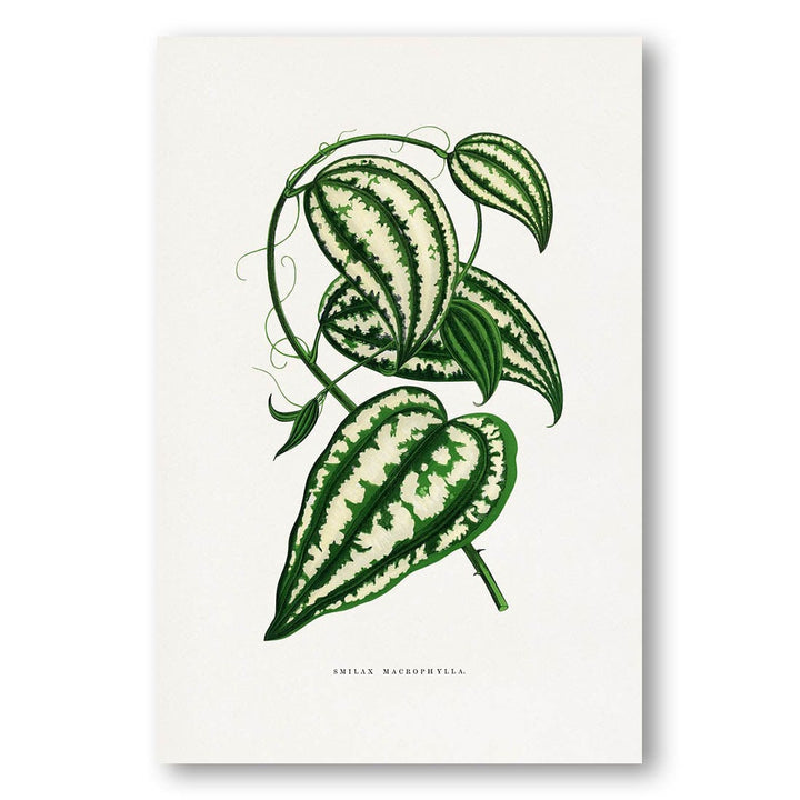 Smilax Macrophylla Leaf Illustration Art Print