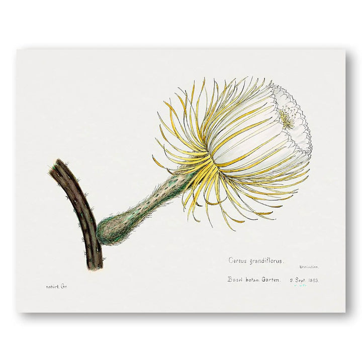 Snake Cactus Family Der Cacteen Art Print