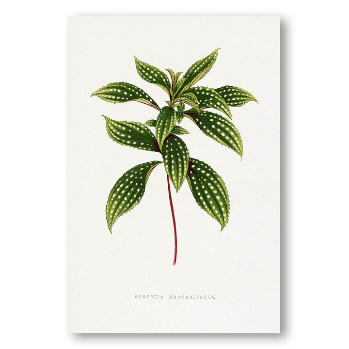 Sonerila Margarita Leaf Illustration Art Print