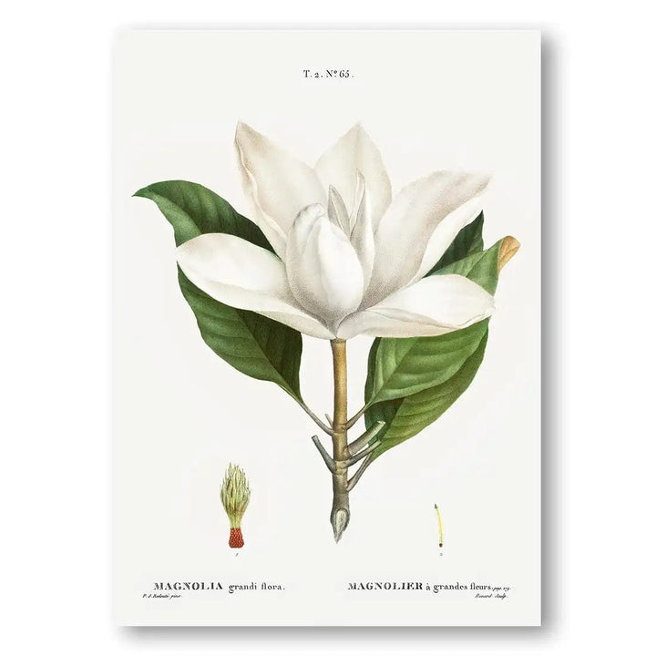 Southern Magnolia Blossom Vintage Botanical Art Print