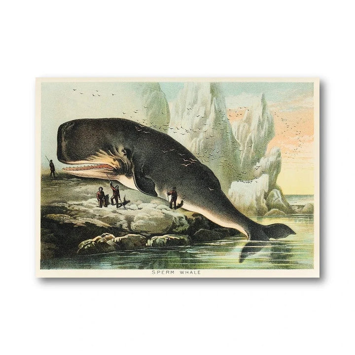 Sperm Whale Vintage Illustration Art Print