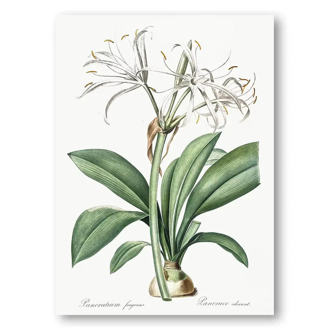Spider Lily Vintage Botanical Art Print